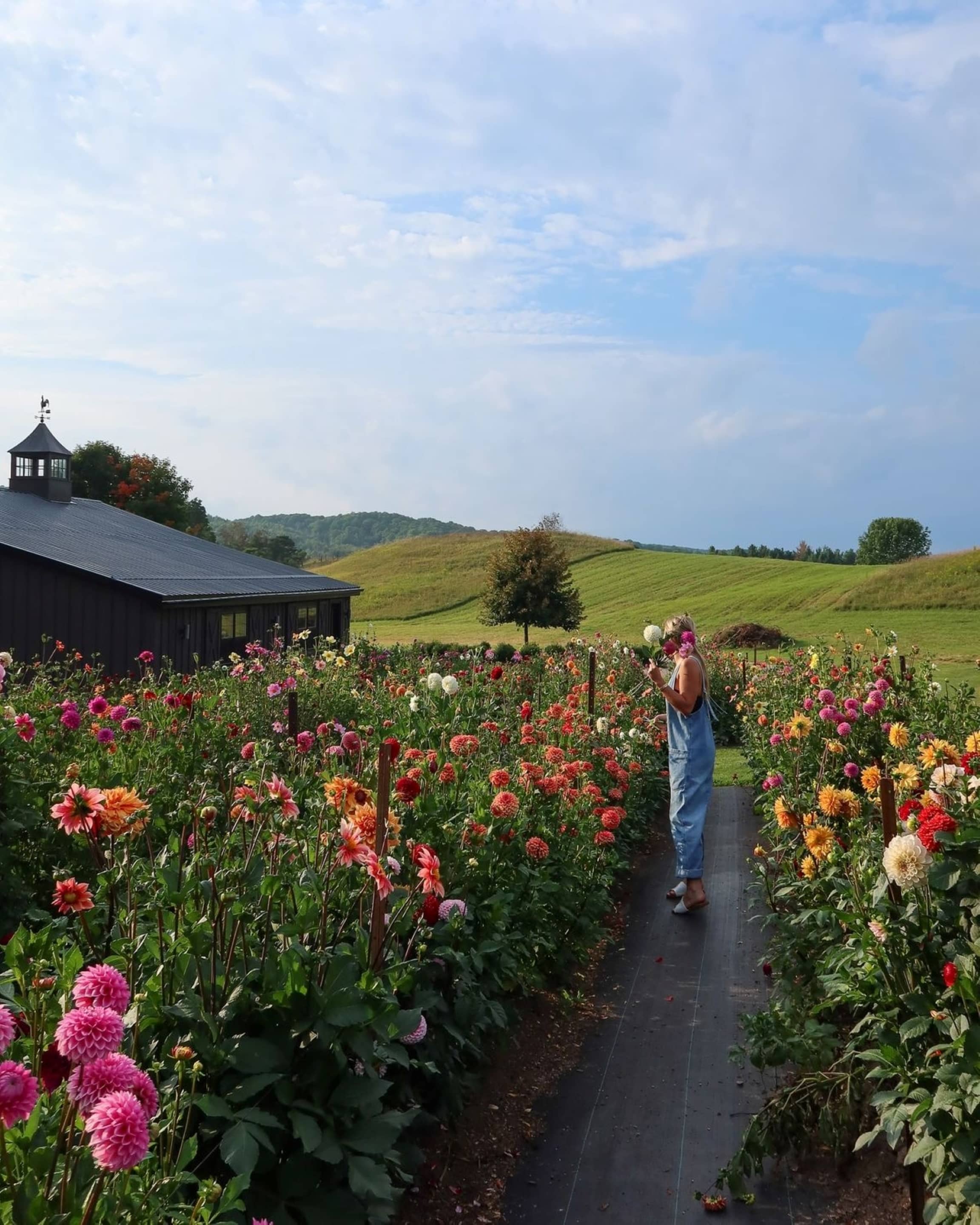 Alexa in flower field